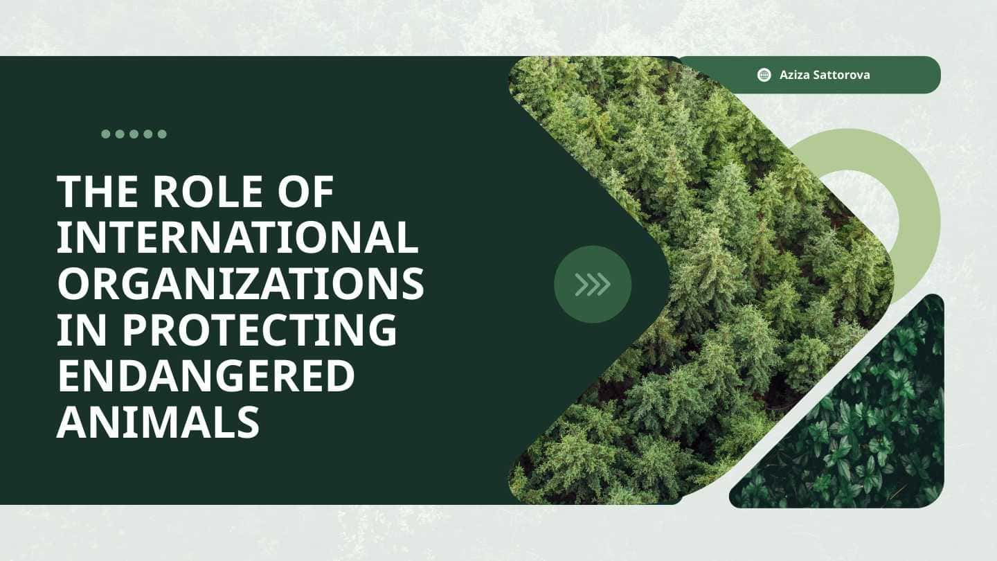 The role of international organizations in protecting endangered animals nimals