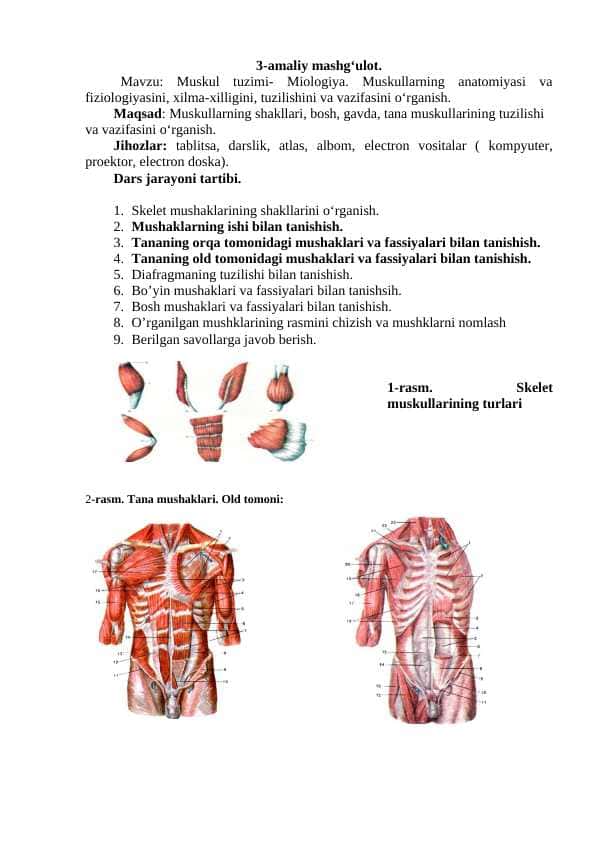 Muskul tuzimi- Miologiya. Muskullarning anatomiyasi va fiziologiyasini, xilma-xilligini, tuzilishini va vazifasini o‘rganish.