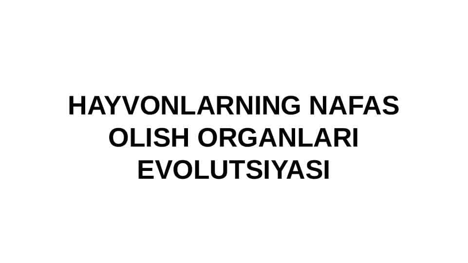 HAYVONLARNING NAFAS OLISH ORGANLARI EVOLUTSIYASI