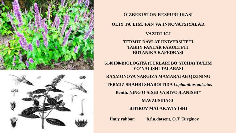 TERMIZ SHAHRI SHAROITIDA Lophanthus anisatus Benth. NING O`SISHI VA RIVOJLANISHI