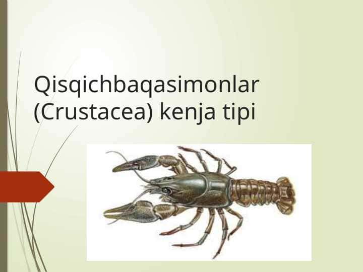 Qisqichbaqasimonlar (Crustacea) kenja tipi