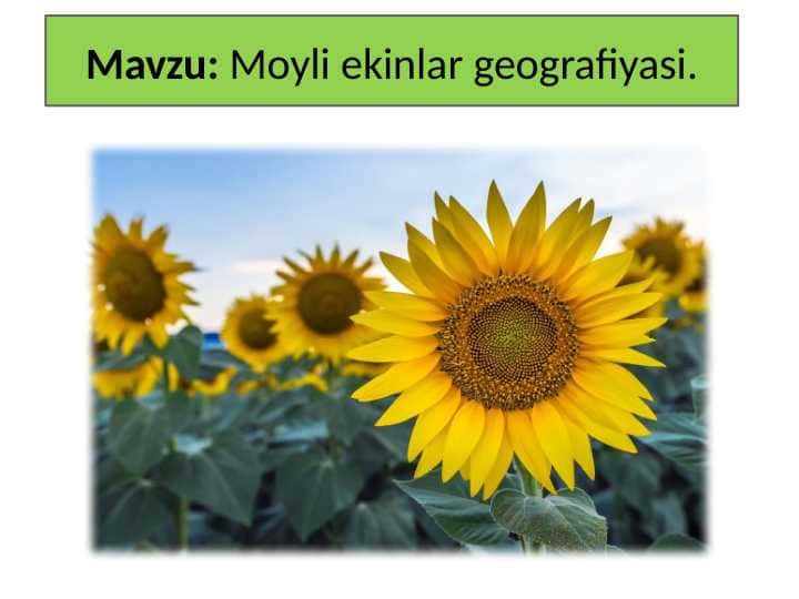 Moyli ekinlar geografiyasi