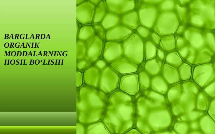 BARGLARDA ORGANIK MODDALARNING HOSIL BO‘LISHI