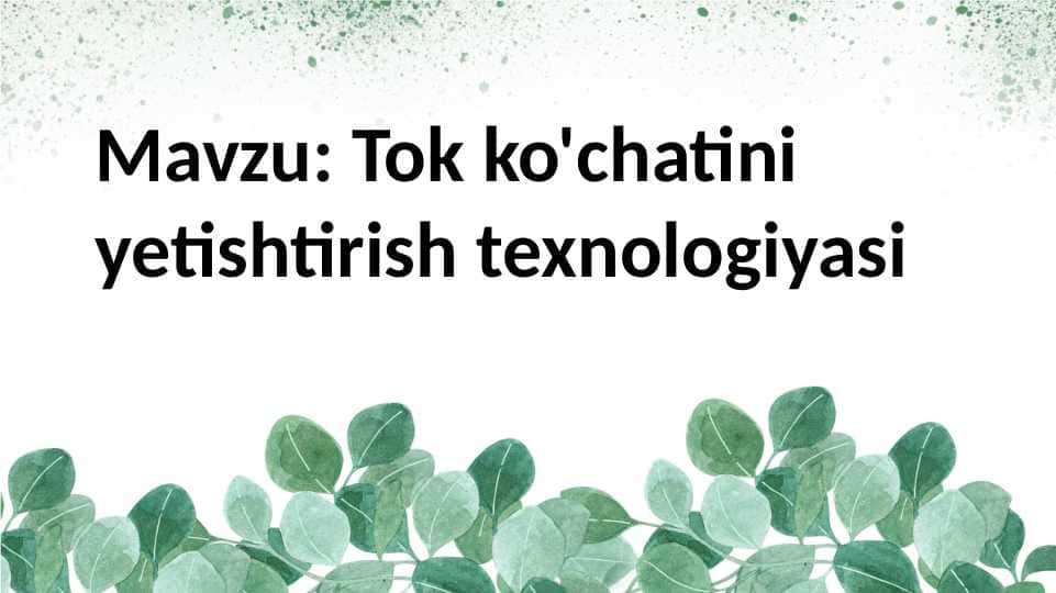 Tok ko'chatini yetishtirish texnologiyasi