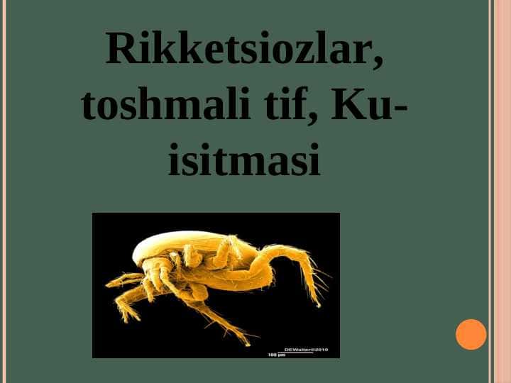 Rikketsiozlar, toshmali tif, Ku- isitmasi