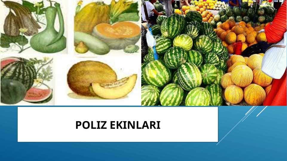 Poliz ekinlari
