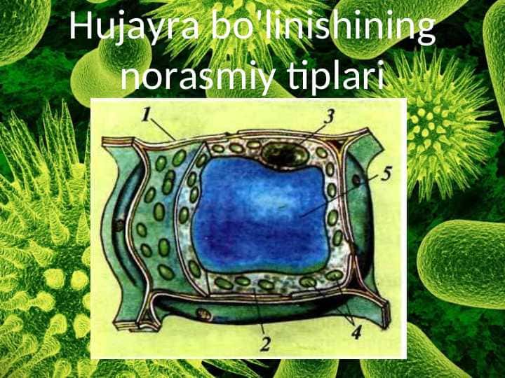 Hujayra bo'linishining norasmiy tiplari