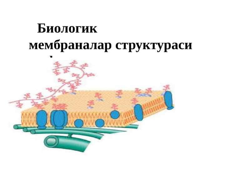 Биологик мембраналар структураси ва функцияси