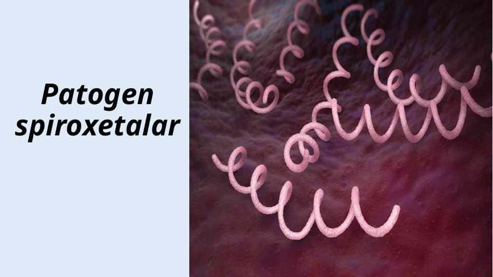 Patogen spiroxetalar