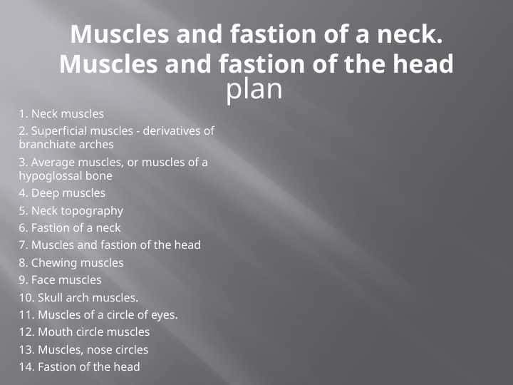 Muscles and fastion of a neck. Muscles and fastion of the head