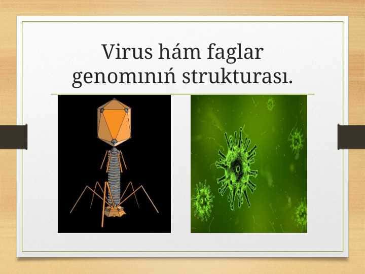 Virus va faglar genomi