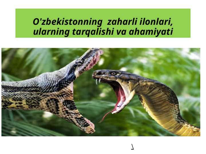 O'zbekistonning zaharli ilonlari, ularning tarqalishi va ahamiyati