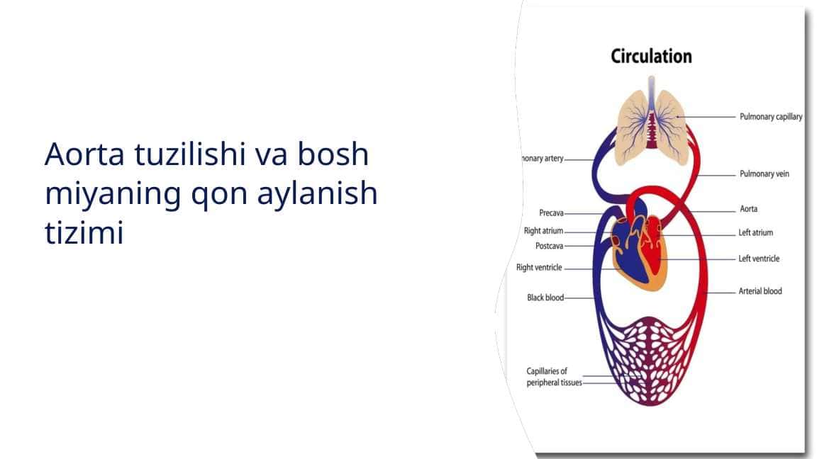 Aorta tuzilishi va bosh miyaning qon aylanish tizimi2