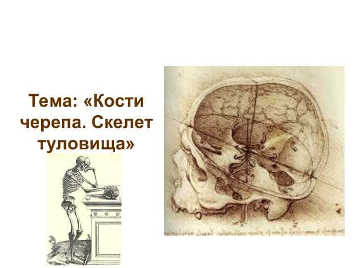 Кости черепа. Скелет туловища