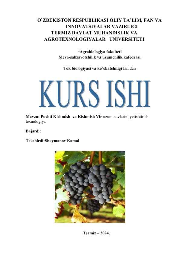 Pushti Kishmish va Kishmish Vir uzum navlarini yetishtirish texnologiya