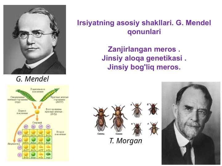 GENETIKA
