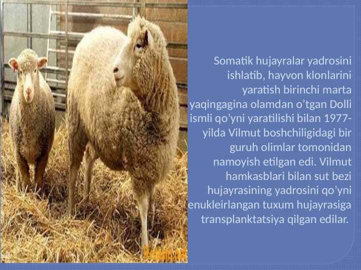 Somatik hujayralar