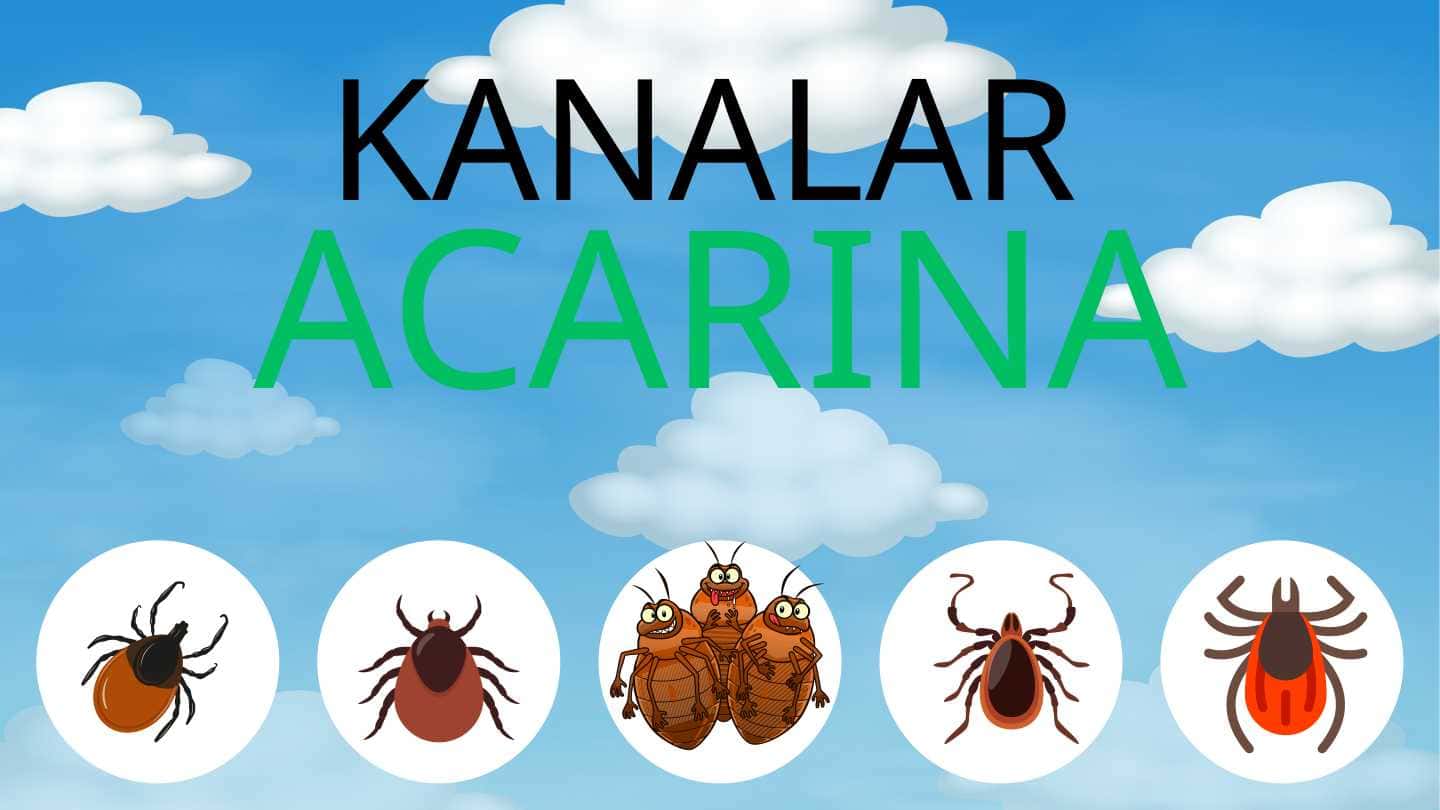 Kanalar (Acarnia) turkumining tuzilishi va hayot kechirishi.