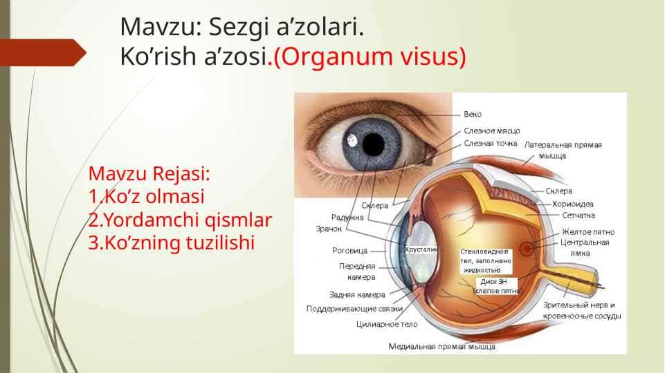 Sezgi a’zolari.Ko’rish a’zosi.(Organum visus)