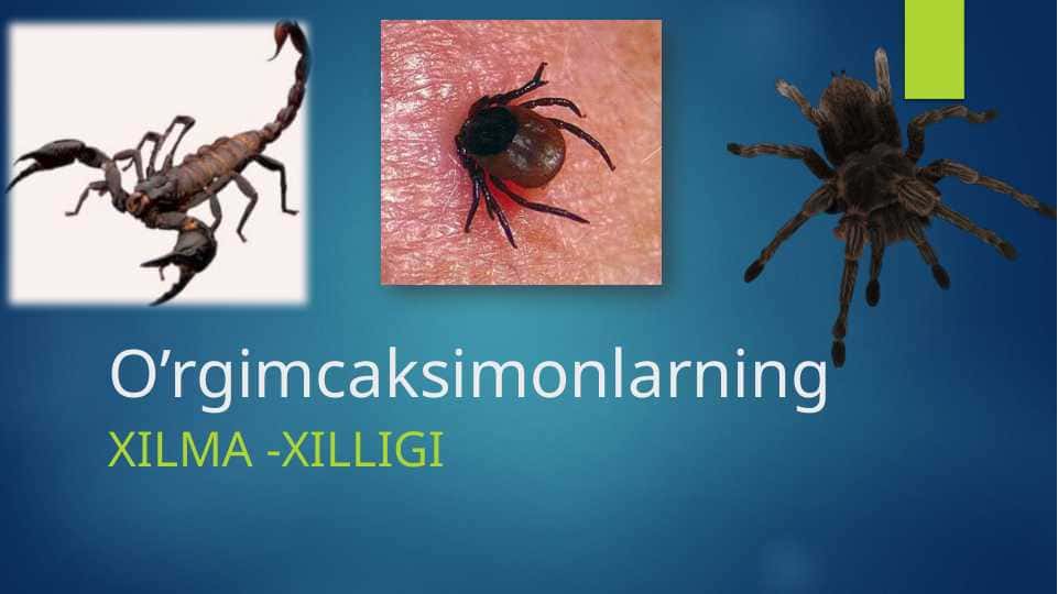 O‘rgimchaksimonlar sinfi. Butli o‘rgimchak,