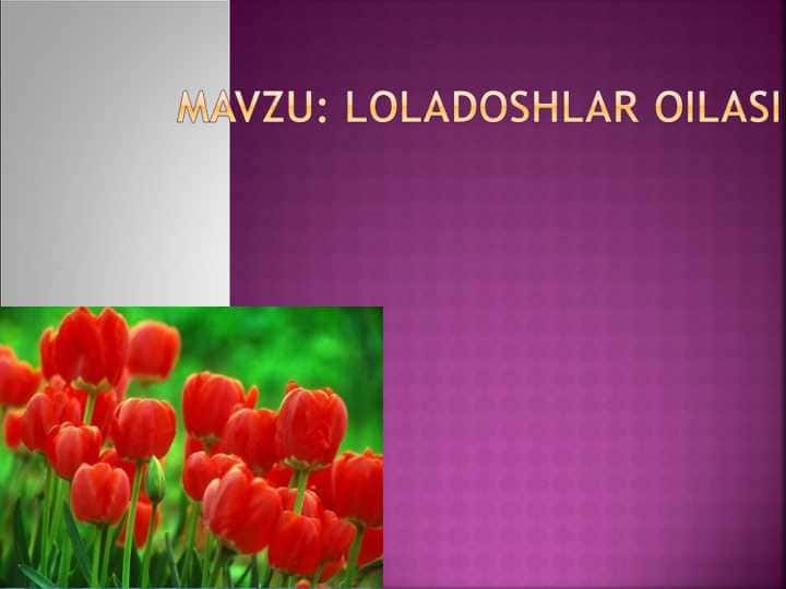 loladoshlar oilasi