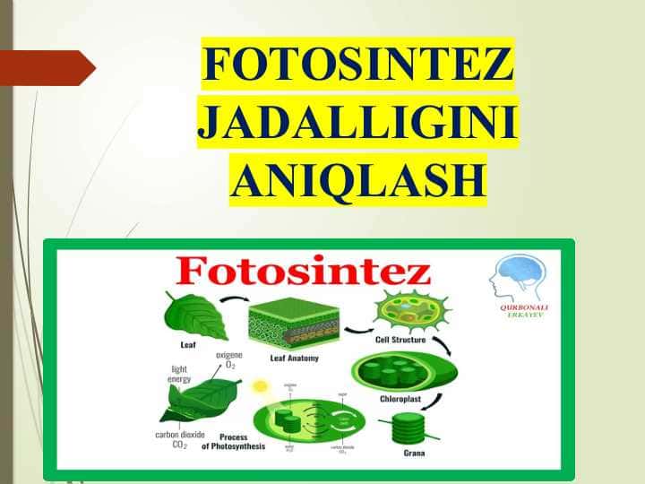 FOTOSINTEZ JADALLIGINI ANIQLASH