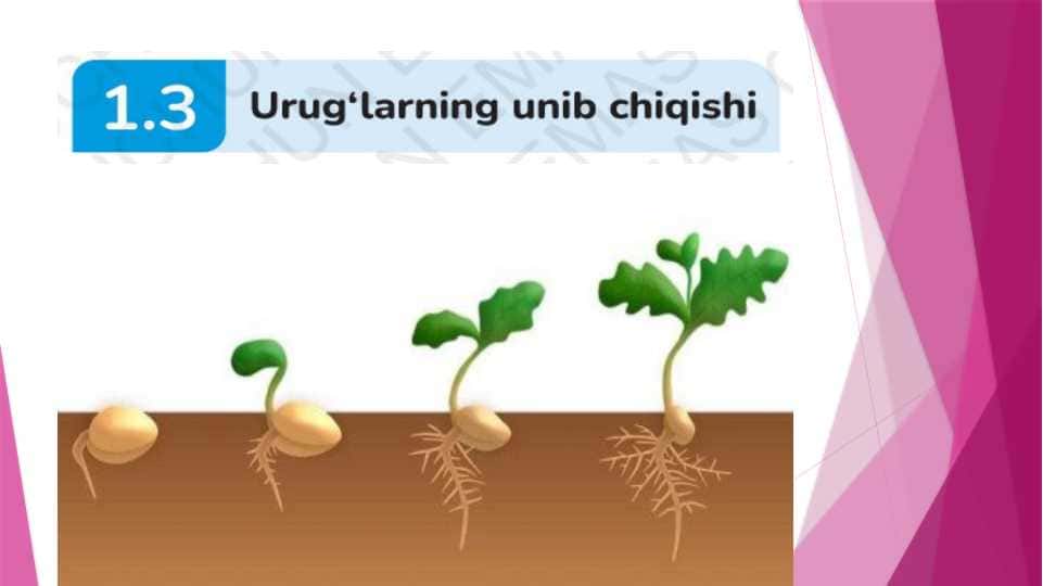 Urug`larning unib chiqishi.