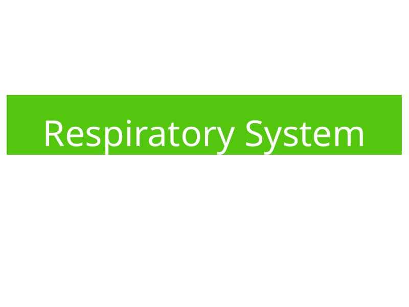 Respiratory System