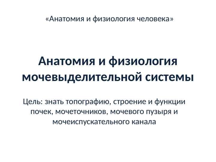 Анатомия и физиология мочевыделительной системы Мочевая система