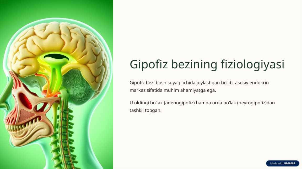 Gipofiz bezining fiziologiyasi