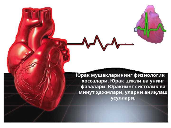 Юрак мушакларининг физиологик хоссалари. Юрак цикли ва унинг фазалари. Юракнинг систолик ва минут ҳажмлари, уларни аниқлаш усуллари.