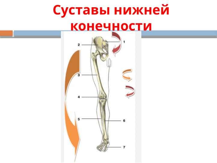 Суставы нижней конечности