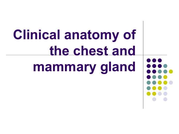 Сlinical anatomy of the chest and mammary gland