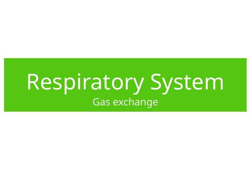 Respiratory System