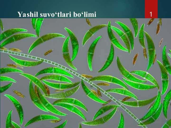 yashil suv o`tlar bo`limi