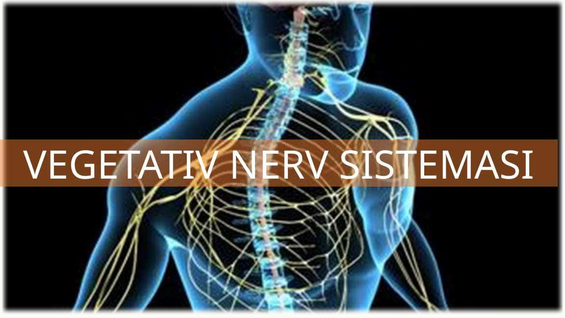 Vegetativ-Nerv-Tizimiga-Kirish
