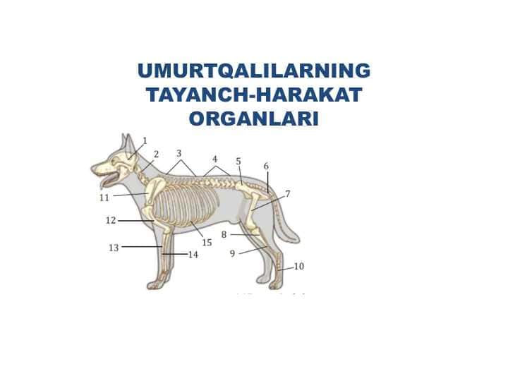 UMURTQALILARNING TAYANCH-HARAKAT ORGANLARI