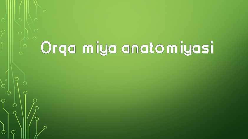 Orqa miya anatomiyasi