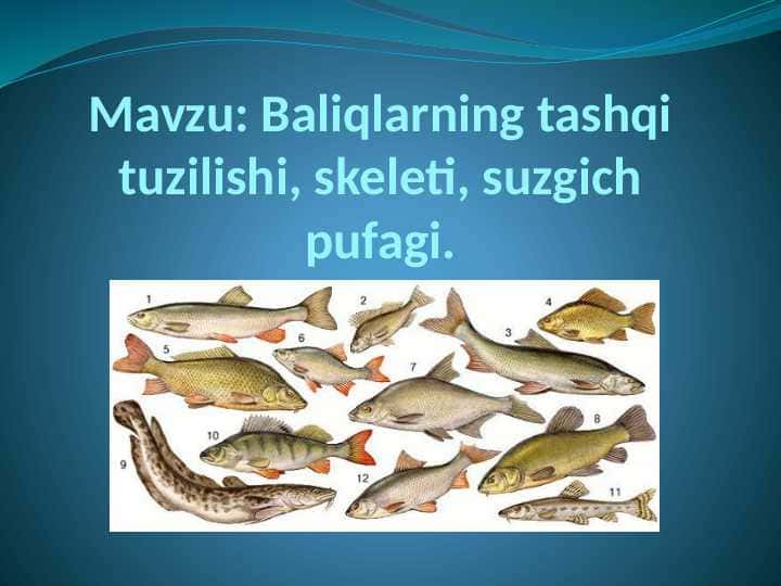 Baliqlarning tashqi tuzilishi, skeleti, suzgich pufagi