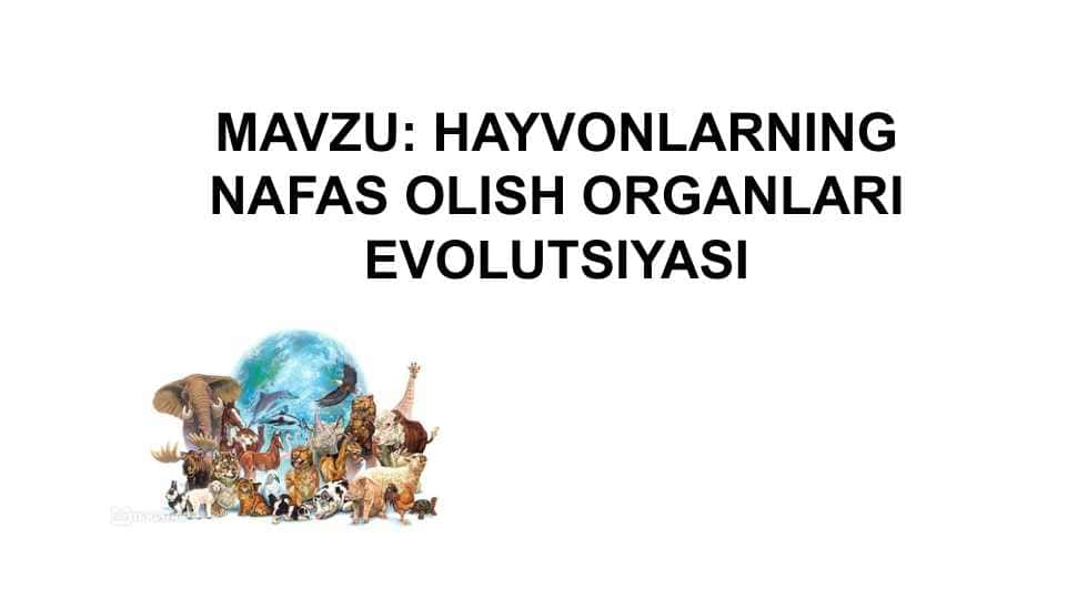 HAYVONLARNING NAFAS OLISH ORGANLARI EVOLUTSIYASI