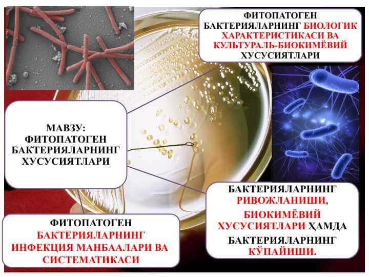 ФИТОПАТОГЕН БАКТЕРИЯЛАРНИНГ ХУСУСИЯТЛАРИ