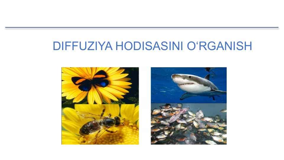 DIFFUZIYA HODISASI