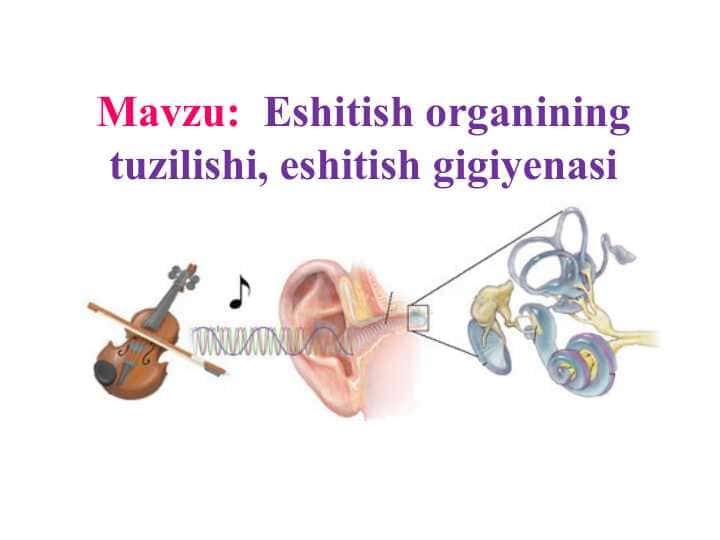 Eshitish organining tuzilishi, eshitish gigiyenasi