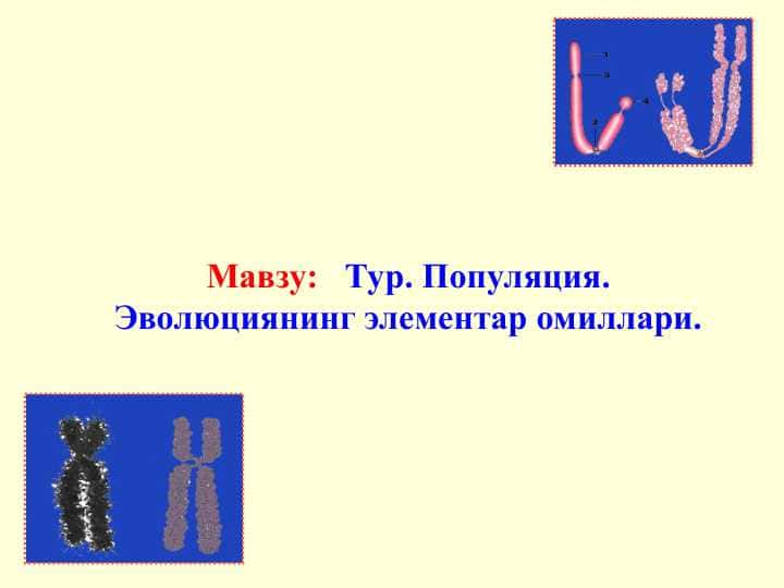 Тур. Популяция. Эволюциянинг элементар омиллари.