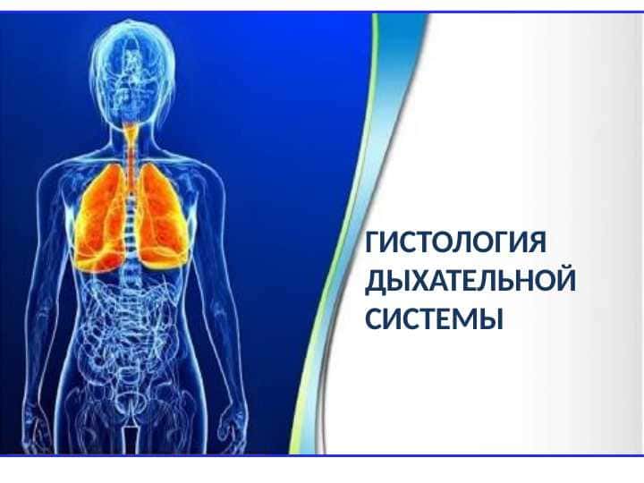 ГИСТОЛОГИЯ ДЫХАТЕЛЬНОЙ СИСТЕМЫ