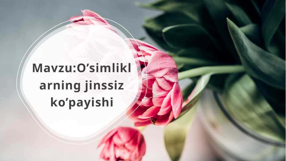 O’simliklarning jinssiz ko’payishi