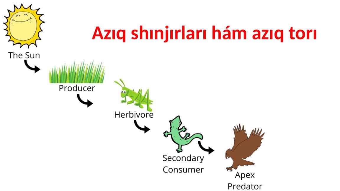 Azıq shınjırları hám azıq torı_5E