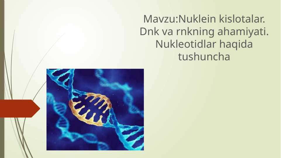 Nuklein kislotalar. Dnk va rnkning ahamiyati. Nukleotidlar haqida tushuncha