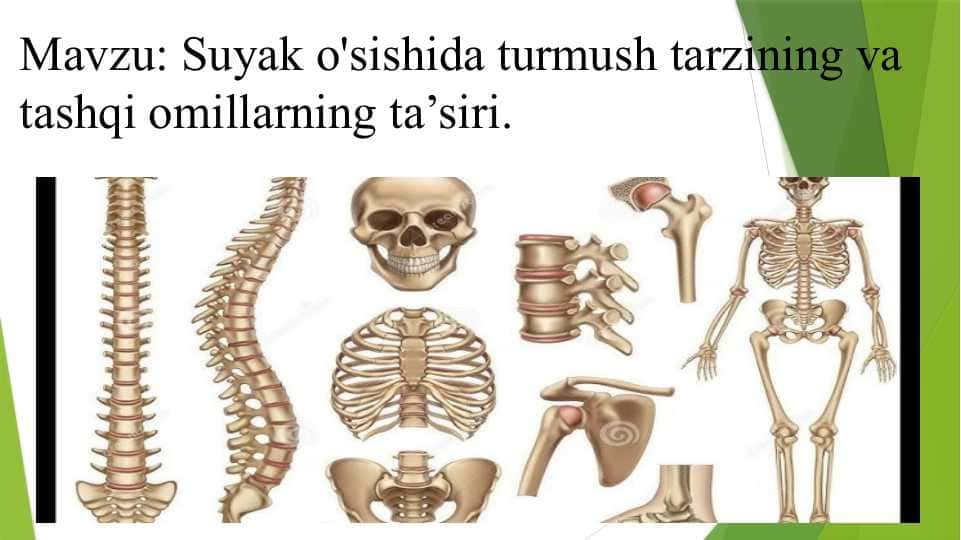 Suyak o'sishida turmush tarzining va tashqi omillarning ta’siri.