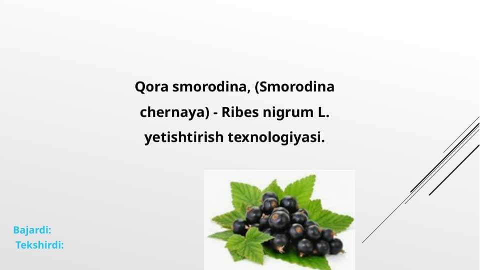 Qora smorodina, (Smorodina chernaya) - Ribes nigrum L. yetishtirish texnologiyasi.